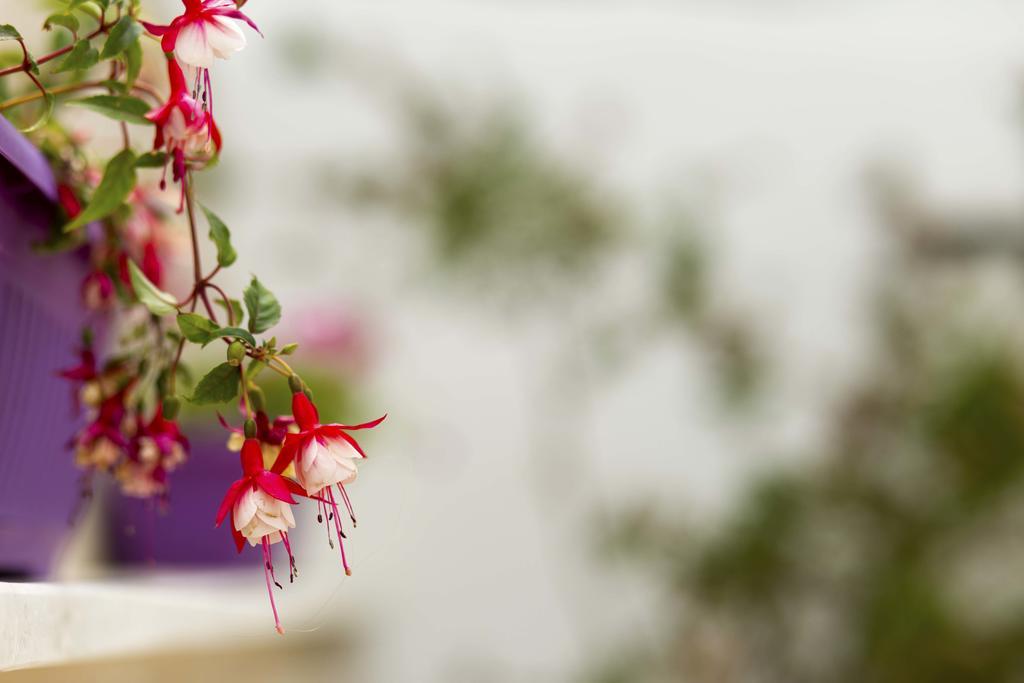 Apartma Gordana Jelicic Hvar Town